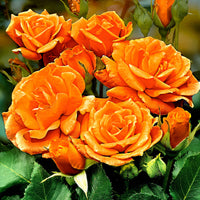 Stammrose Rosa 'Orange Sensation' orange - Winterhart