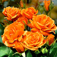Stammrose Rosa 'Orange Sensation' orange - Wurzelnackte Pflanzen - Winterhart