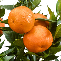 Mandarinenbaum Citrus reticulata