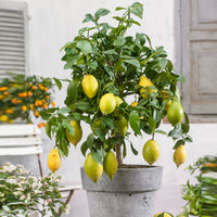 Zitronenbaum Citrus limon mit Früchten - Winterhart