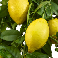 Zitronenbaum Citrus limon mit Früchten - Winterhart