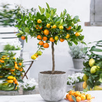 Calamondinbaum Citrus mitis 'Calamondin' Orange
