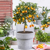 Zwergorangenbaum Citrus japonica auf einem Stamm