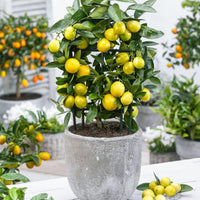 Limequatbaum Citrus x floridana auf einem Stamm