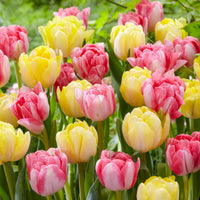 20x Tulpen Tulipa 'Foxtrot' rosa