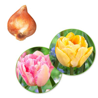 20x Tulpen Tulipa 'Foxtrot' rosa