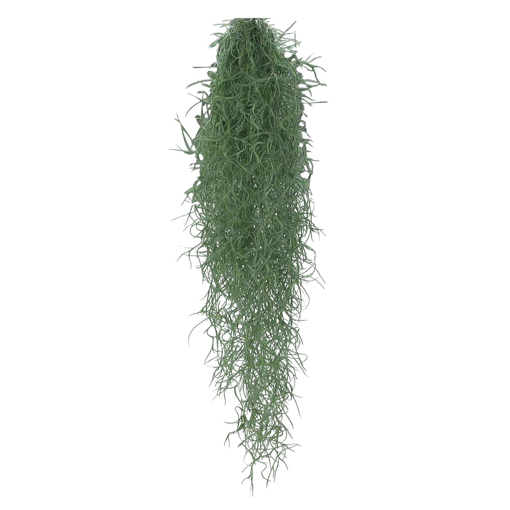 Bromelie Tillandsia usneoides
