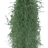 Bromelie Tillandsia usneoides - Hängepflanze