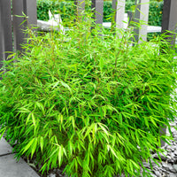 Bambus Fargesia rufa - Winterhart