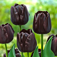 18x Tulpen Tulipa 'Paul Scherer' lila