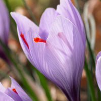 18x Krokus  Crocus sativus lila