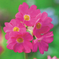 Rosa Schlüsselblume Primula rosea - Sumpfpflanze