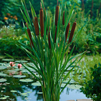 Kleiner Rohrkolben Typha angustifolia braun - Sumpfpflanze, Wasserpflanze