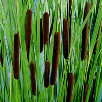 Kleiner Rohrkolben Typha angustifolia braun - Sumpfpflanze, Wasserpflanze