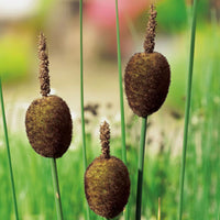 Zwergrohrkolben  Typha minima braun - Sumpfpflanze
