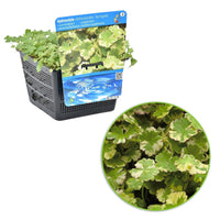 Bunter Wassernabel Hydrocotyle 'Variegata' - Sauerstoffpflanze