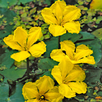 Europäische Seekanne Nymphoides peltata gelb inkl. Teichkorb – Sumpfpflanze, Wasserpflanze, Sauerstoffpflanze