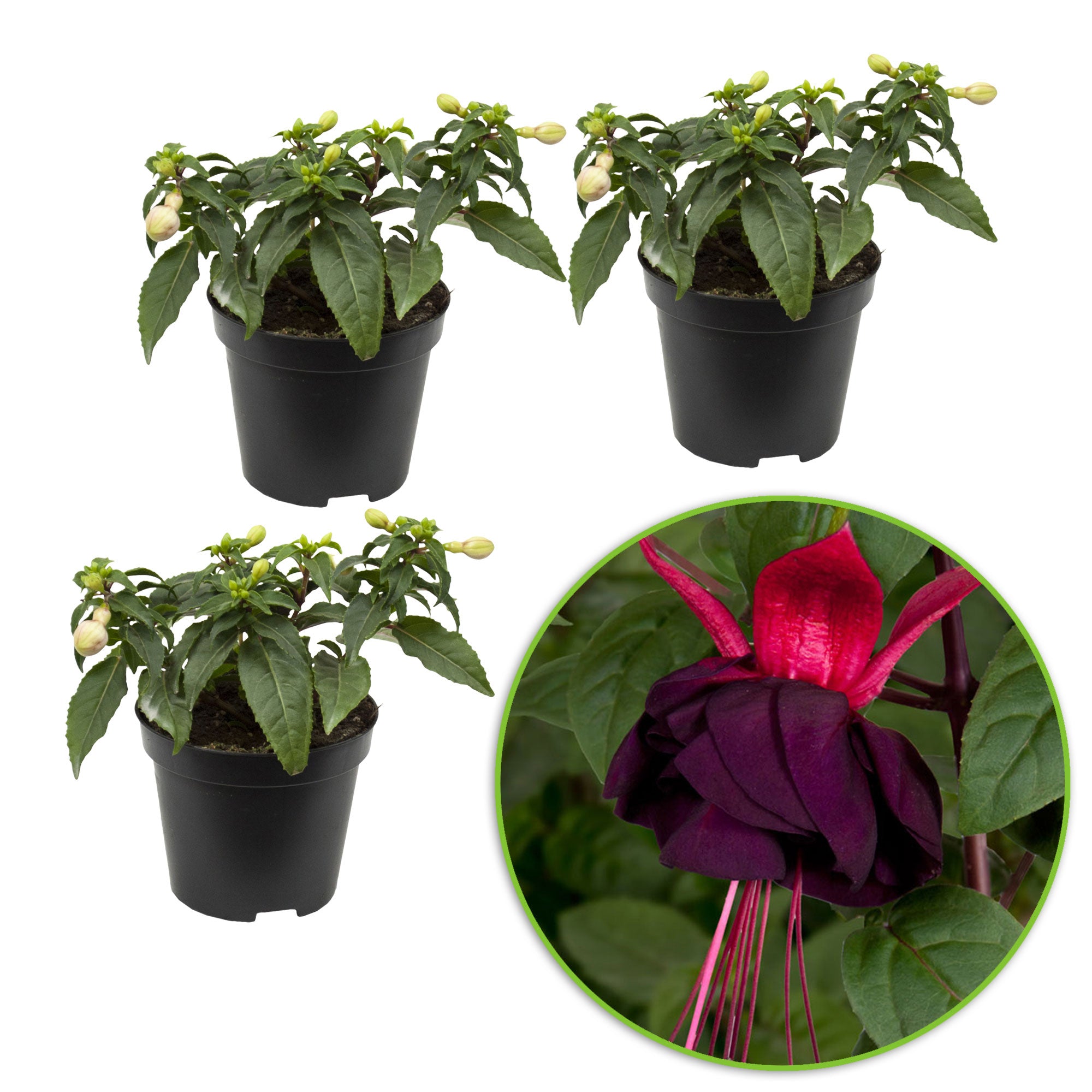 Kaufen Sie jetzt Beetpflanze 3x Doppelblütler Fuchsia 'New Millenium ...