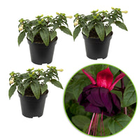 3x Doppelblütler Fuchsia 'New Millenium' rosa-lila