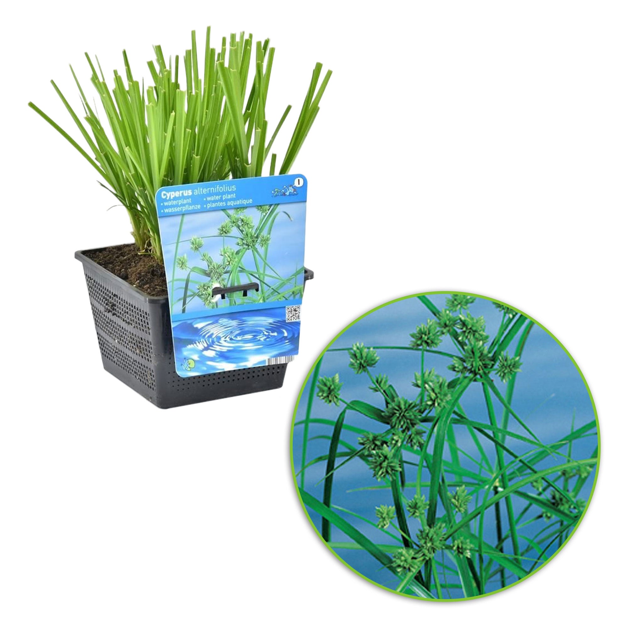 sumpfpflanze zimmerpflanze Kaufen Sie jetzt Teichpflanze Zyperngras Cyperus alternifolius -  Sumpfpflanze, Uferpflanze kaufen