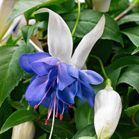 3x Doppelblütler Fuchsia 'Blue Angel' weiβ-lila