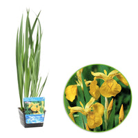 Gelbe Iris pseudacorus gelb - Sumpfpflanze, Uferpflanze