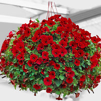 3x Petunia jamboree  ‘Red Scarlet’ Rot