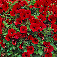 3x Petunia jamboree  ‘Red Scarlet’ Rot