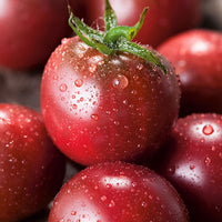 Kirschtomate Solanum 'Black Cherry' schwarz 3 m² - Gemüsesamen