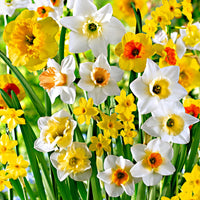 20x Narzissen  Narcissus - Mischung 'Beautiful Fragrance' weiβ-orange-gelb - Winterhart