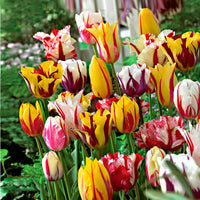 20x Tulpen Tulipa - Mischung 'Rembrandt'