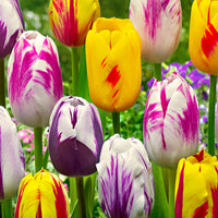 20x Tulpen Tulipa - Mischung 'Rembrandt'