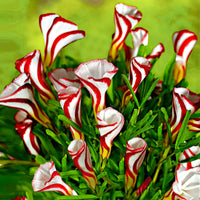 10x Sauerklee Oxalis versicolor rot-weiβ