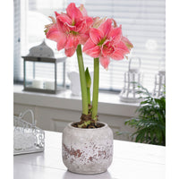 Amaryllis 'Sweet Nymph' rosa