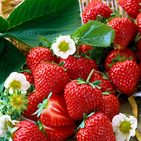 10x Erdbeere Fragaria 'Salsa' rot - Wurzelnackte Pflanzen