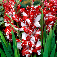 25x Großblütige Gladiole 'Zizanie' rot-weiβ