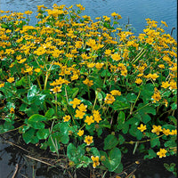 Sumpfdotterblume Caltha palustris gelb - Sumpfpflanze, Uferpflanze