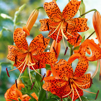 5x Lilien Lilium 'Splendens' orange
