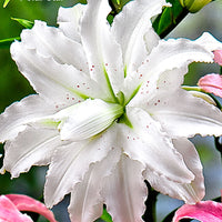 5x Lilien-Mix Lilium oriental – weiß-rot-orange - Winterhart