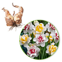 15x Narzissen  Narcissus - Mischung 'Perfect Match' weiβ-rosa-gelb