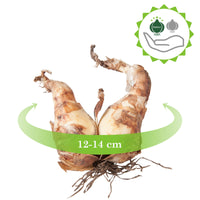 15x Narzissen  Narcissus - Mischung 'Perfect Match' weiβ-rosa-gelb