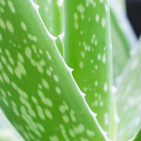 2x Aloe vera 'Clumb' inkl. Dekotopf
