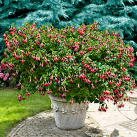 3x Fuchsia 'Celia Smedley' rot-rosa - Winterhart