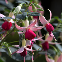 3x Fuchsia 'Celia Smedley' rot-rosa - Winterhart
