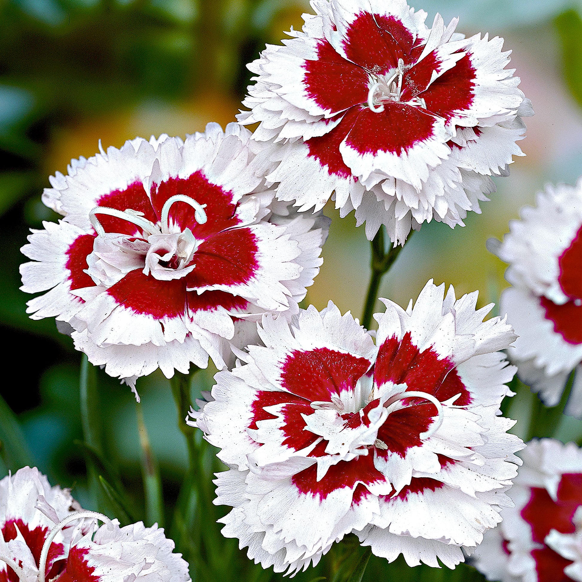 Kaufen Sie jetzt Staude Blutroter Storchschnabel Dianthus 'Alice' rot-weiβ  - Winterhart