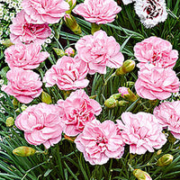 3x Blutroter Storchschnabel Dianthus 'Doris' rosa - Winterhart