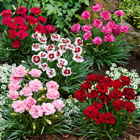 6x Federnelke Dianthus - Mischung 'Pretty Pink' Rot-Weiß-Rosa - Winterhart