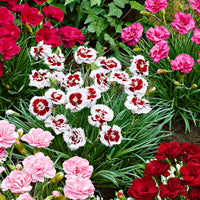 6x Federnelke Dianthus - Mischung 'Pretty Pink' Rot-Weiß-Rosa - Winterhart
